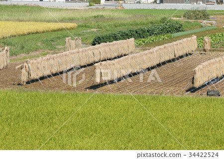 米飯乾燥 34422524