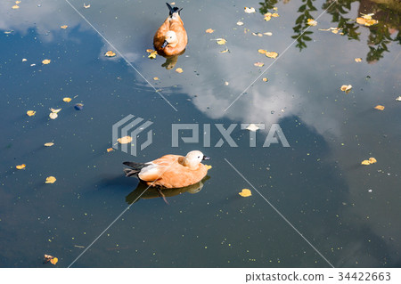 Ducks on the water surface Ducks on the water surface 34422663