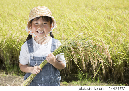 Children helping to harvest rice Children helping to harvest rice 34423781