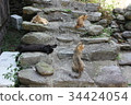 Cats of Cat Island 34424054