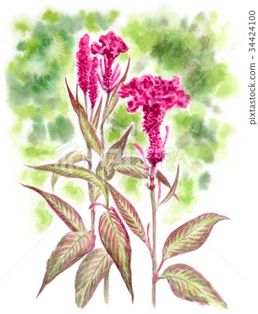 Chicken head flower painted by watercolor 34424100