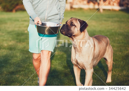 Feeding of the huge dog Feeding of the huge dog 34425642