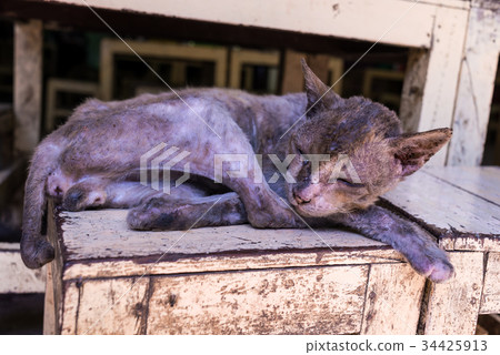 homeless Skinny sick cats sleep on wood chair homeless Skinny sick cats sleep on wood chair 34425913