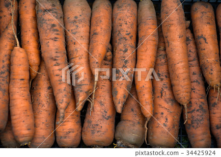 Fresh garden carrots Fresh garden carrots 34425924