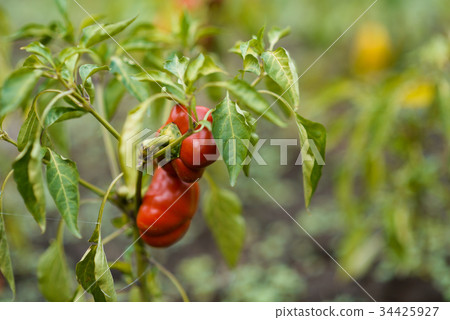 red peppers close up red peppers close up 34425927