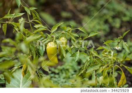 green young peppers  34425929