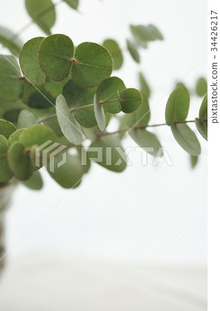 Eucalyptus Eucalyptus 34426217