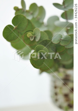 Eucalyptus 34426226