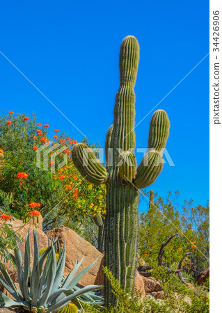 Desert cactus landscape in Arizona 34426906