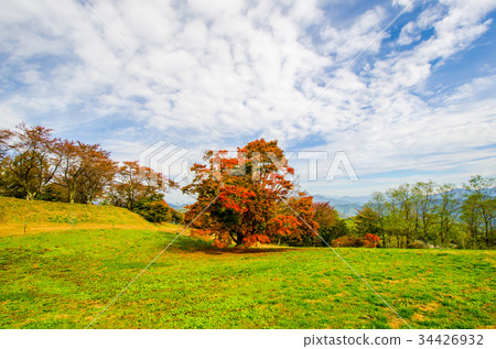 Seven colors maple of Shinshu-Omine plateau with autumn leaves under the clear autumn sky Seven colors maple of Shinshu-Omine plateau with autumn leaves under the clear autumn sky 34426932