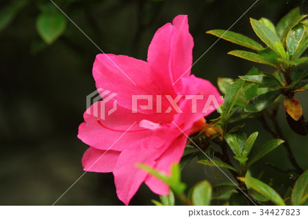 Double flower Double flower 34427823
