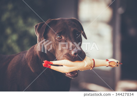 Labrador retriever catch Chicken Toy 34427834