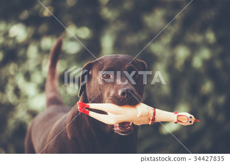 Labrador retriever catch Chicken Toy 34427835