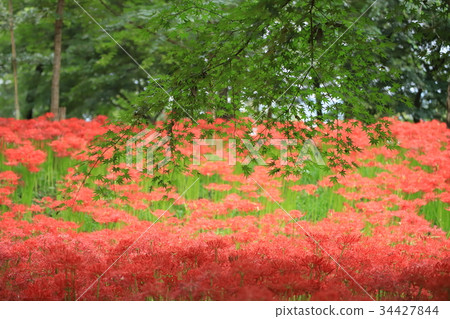 Cluster amaryllis 34427844