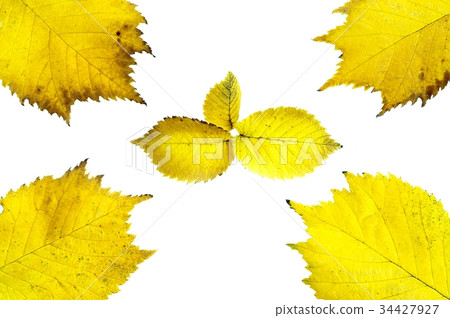 alder leaves alder leaves 34427927