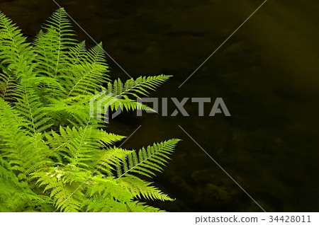 Fern River Fern River 34428011