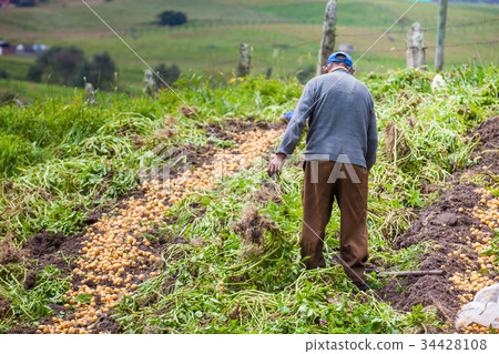 Harvesting yellow potato (Solanum phureja) Harvesting yellow potato (Solanum phureja) 34428108