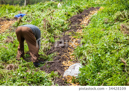 Harvesting yellow potato (Solanum phureja) Harvesting yellow potato (Solanum phureja) 34428109