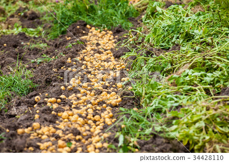 Harvesting yellow potato (Solanum phureja) 34428110