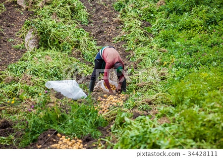 Harvesting yellow potato (Solanum phureja) Harvesting yellow potato (Solanum phureja) 34428111