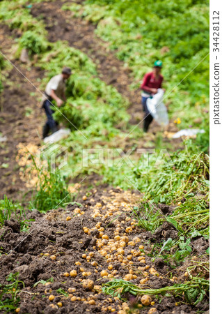Harvesting yellow potato (Solanum phureja) Harvesting yellow potato (Solanum phureja) 34428112