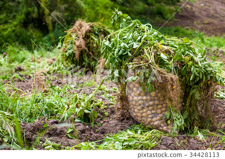 Harvesting yellow potato (Solanum phureja) Harvesting yellow potato (Solanum phureja) 34428113