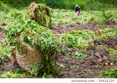Harvesting yellow potato (Solanum phureja) Harvesting yellow potato (Solanum phureja) 34428114