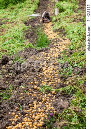 Harvesting yellow potato (Solanum phureja) 34428115