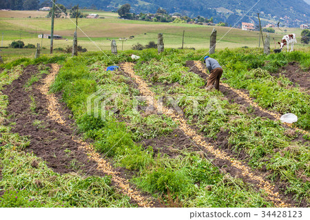 Harvesting yellow potato (Solanum phureja) Harvesting yellow potato (Solanum phureja) 34428123