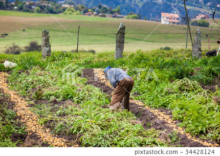 Harvesting yellow potato (Solanum phureja) Harvesting yellow potato (Solanum phureja) 34428124