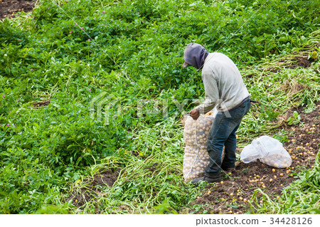 Harvesting yellow potato (Solanum phureja) Harvesting yellow potato (Solanum phureja) 34428126