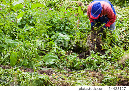 Harvesting yellow potato (Solanum phureja) Harvesting yellow potato (Solanum phureja) 34428127