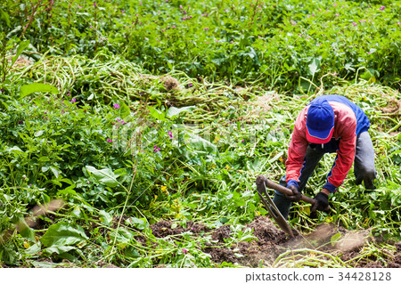 Harvesting yellow potato (Solanum phureja) Harvesting yellow potato (Solanum phureja) 34428128