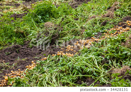 Harvesting yellow potato (Solanum phureja) Harvesting yellow potato (Solanum phureja) 34428131