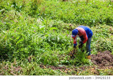 Harvesting yellow potato (Solanum phureja) Harvesting yellow potato (Solanum phureja) 34428133