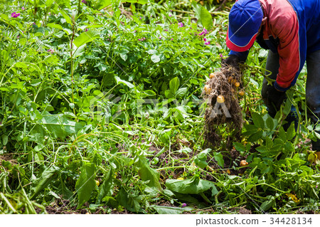 图库照片: harvesting yellow potato (solanum phureja)