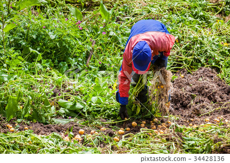 Harvesting yellow potato (Solanum phureja) Harvesting yellow potato (Solanum phureja) 34428136
