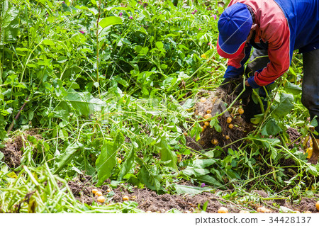 Harvesting yellow potato (Solanum phureja) Harvesting yellow potato (Solanum phureja) 34428137