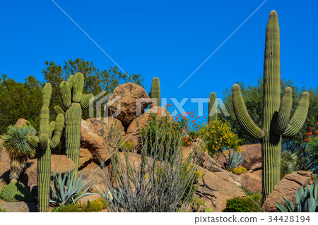 Desert cactus landscape in Arizona 34428194