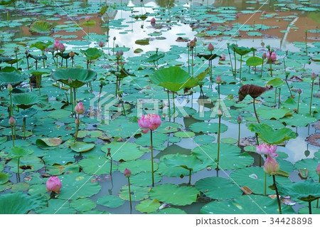 蓮花芽和花在泰國 蓮花芽和花在泰國 34428898
