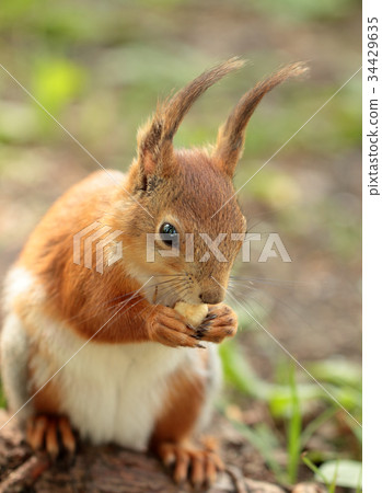 A squirrel eating the nut 34429635