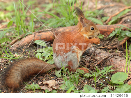 A squirrel eating the nut 34429636