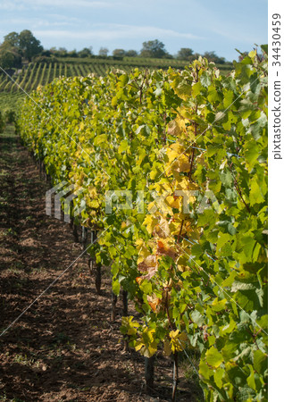 autumnal leaves in alsatian vineyard landscape autumnal leaves in alsatian vineyard landscape 34430459