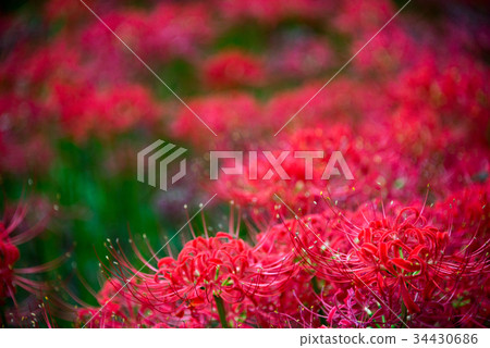 日高的Shiganbana(埼玉縣日高市) 日高的Shiganbana(埼玉縣日高市) 34430686