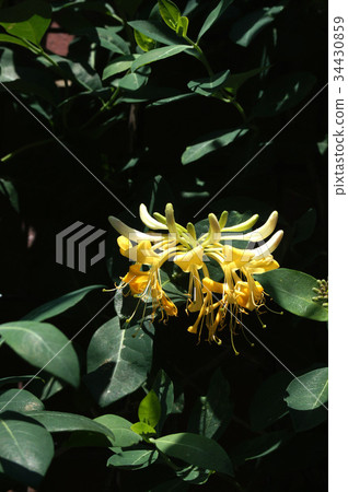 Niinindou花(Honeysackle) Niinindou花(Honeysackle) 34430859