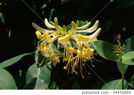Niinindou flower (Honeysackle) 34430860