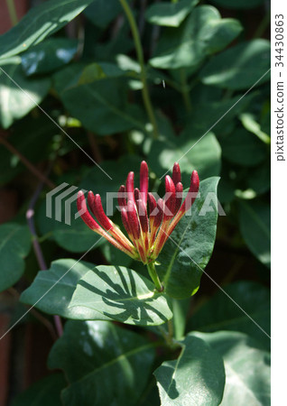 Niinindou flower (Honeysackle) Niinindou flower (Honeysackle) 34430863
