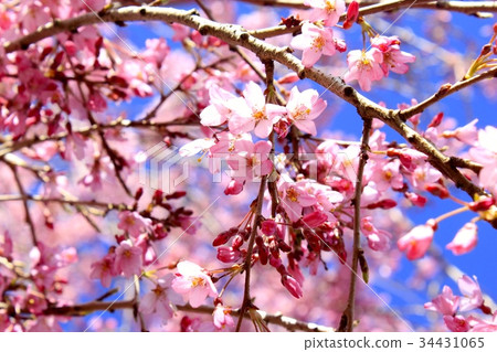 櫻花 櫻花 34431065
