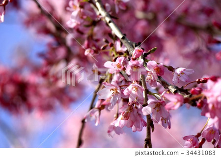櫻花 櫻花 34431083