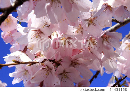 Cherry Blossom	 34431168